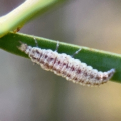 Hemerobiidae sp. (family) (Unidentified brown lacewing) at Russell, ACT - 29 Aug 2024 by Hejor1