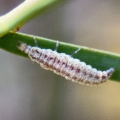 Hemerobiidae sp. (family) (Unidentified brown lacewing) at Russell, ACT - 29 Aug 2024 by Hejor1