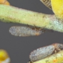 Acizzia acaciaebaileyanae (Cootamundra Wattle Psyllid) at Russell, ACT - 29 Aug 2024 by Hejor1