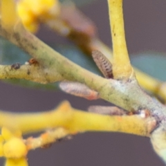 Acizzia acaciaebaileyanae at Russell, ACT - 29 Aug 2024