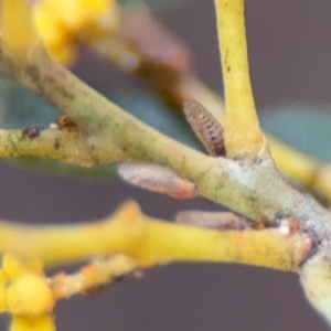 Acizzia acaciaebaileyanae at Russell, ACT - 29 Aug 2024 04:46 PM