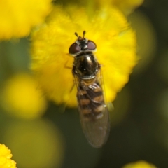 Simosyrphus grandicornis at Campbell, ACT - 31 Aug 2024 12:53 PM