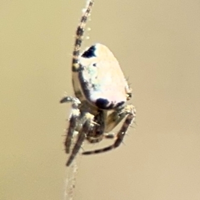 Araneus dimidiatus (Half Orb-weaver) at Campbell, ACT - 31 Aug 2024 by Hejor1