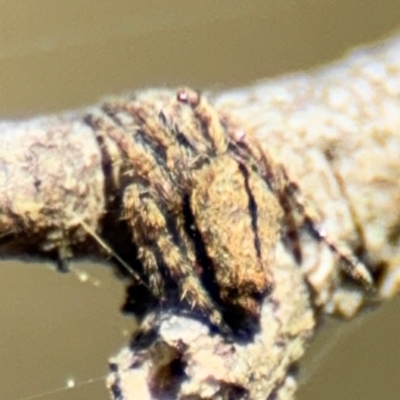 Socca pustulosa (Knobbled Orbweaver) at Campbell, ACT - 31 Aug 2024 by Hejor1