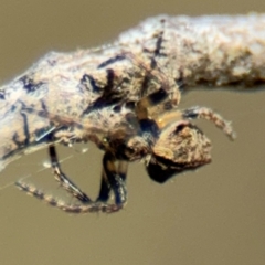 Socca pustulosa at Campbell, ACT - 31 Aug 2024