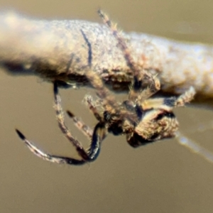 Socca pustulosa at Campbell, ACT - 31 Aug 2024 01:05 PM