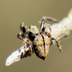 Socca pustulosa at Campbell, ACT - 31 Aug 2024 01:05 PM