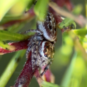 Opisthoncus serratofasciatus at Campbell, ACT - 31 Aug 2024