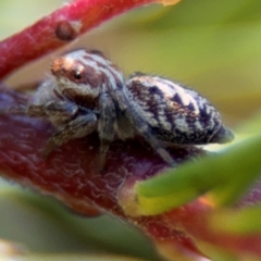 Opisthoncus serratofasciatus at Campbell, ACT - 31 Aug 2024