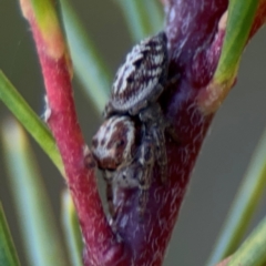 Opisthoncus serratofasciatus at Campbell, ACT - 31 Aug 2024