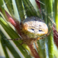 Araneus albotriangulus (White-triangle orb weaver) at Campbell, ACT - 31 Aug 2024 by Hejor1