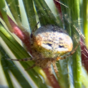 Araneus albotriangulus at Campbell, ACT - 31 Aug 2024 01:18 PM