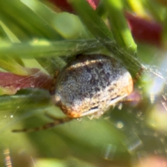 Araneus albotriangulus at Campbell, ACT - 31 Aug 2024 01:18 PM