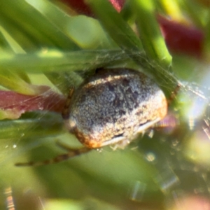 Araneus albotriangulus at Campbell, ACT - 31 Aug 2024 01:18 PM