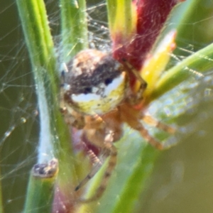 Araneus albotriangulus at Campbell, ACT - 31 Aug 2024 01:18 PM