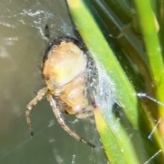 Araneus albotriangulus at Campbell, ACT - 31 Aug 2024 01:18 PM