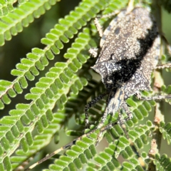 Alcaeus varicornis at Campbell, ACT - 31 Aug 2024