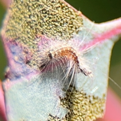 Uraba lugens (Gumleaf Skeletonizer) at Campbell, ACT - 31 Aug 2024 by Hejor1