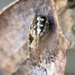 Araneus hamiltoni at Campbell, ACT - 31 Aug 2024 01:35 PM