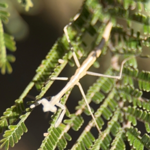 Mantidae (family) adult or nymph at Campbell, ACT - 31 Aug 2024