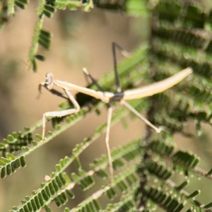 Mantidae (family) adult or nymph at Campbell, ACT - 31 Aug 2024