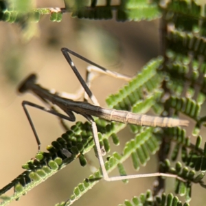 Mantidae (family) adult or nymph at Campbell, ACT - 31 Aug 2024