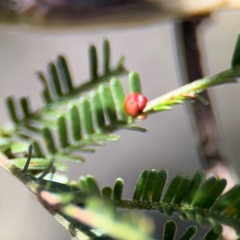 Austroacacidiplosis botrycephalae (A Gall Midge) at Campbell, ACT - 31 Aug 2024 by Hejor1