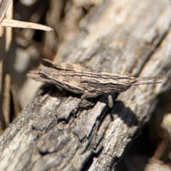 Coryphistes ruricola (Bark-mimicking Grasshopper) at Campbell, ACT - 31 Aug 2024 by Hejor1