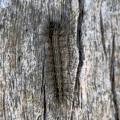 Anestia (genus) at Campbell, ACT - 31 Aug 2024 02:04 PM