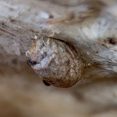 Doratifera (genus) (Cup Moth) at Campbell, ACT - 31 Aug 2024 by Hejor1