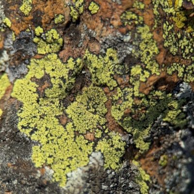 Rhizocarpon geographicum (Yellow Map Lichen) at Campbell, ACT - 31 Aug 2024 by Hejor1