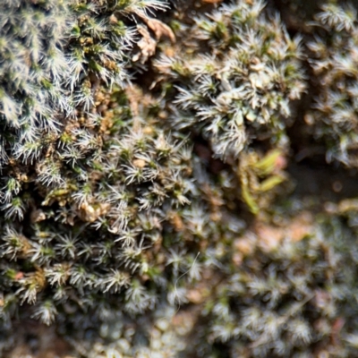 Grimmia sp. at Campbell, ACT - 31 Aug 2024 by Hejor1