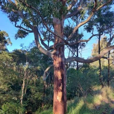 Angophora costata (Rusty Gum, Smooth-barked Apple) at Fassifern, NSW - 31 Aug 2024 by LyndalT