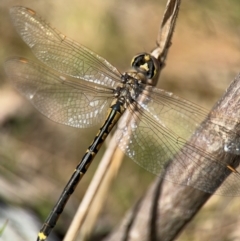 Hemicordulia tau at Campbell, ACT - 31 Aug 2024