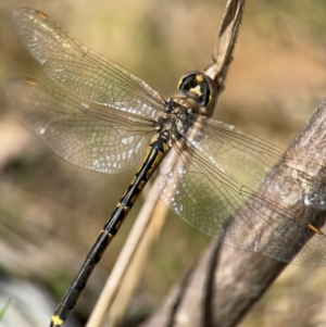 Hemicordulia tau at Campbell, ACT - 31 Aug 2024