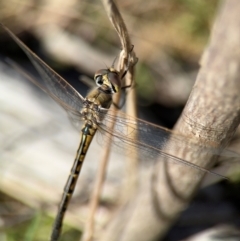 Hemicordulia tau at Campbell, ACT - 31 Aug 2024 02:42 PM