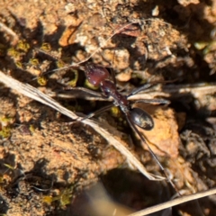 Iridomyrmex purpureus (Meat Ant) at Campbell, ACT - 31 Aug 2024 by Hejor1