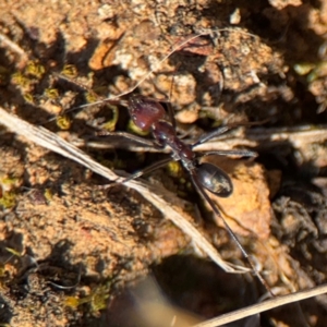 Iridomyrmex purpureus at Campbell, ACT - 31 Aug 2024