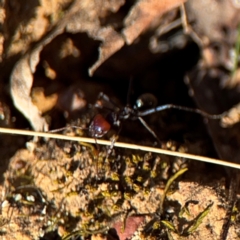 Iridomyrmex purpureus at Campbell, ACT - 31 Aug 2024 02:42 PM