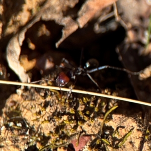 Iridomyrmex purpureus at Campbell, ACT - 31 Aug 2024