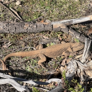 Pogona barbata at Campbell, ACT - 31 Aug 2024