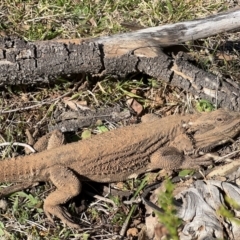 Pogona barbata at Campbell, ACT - 31 Aug 2024