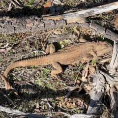 Pogona barbata at Campbell, ACT - 31 Aug 2024