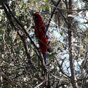 Platycercus elegans at Campbell, ACT - 31 Aug 2024 02:48 PM