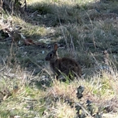 Oryctolagus cuniculus (European Rabbit) at Campbell, ACT - 31 Aug 2024 by Hejor1