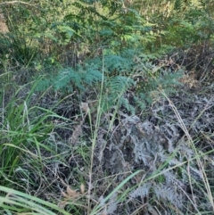 Pteridium esculentum (Bracken) at Fassifern, NSW - 31 Aug 2024 by LyndalT