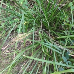 Lomandra longifolia (Spiny-headed Mat-rush, Honey Reed) at Fassifern, NSW - 31 Aug 2024 by LyndalT