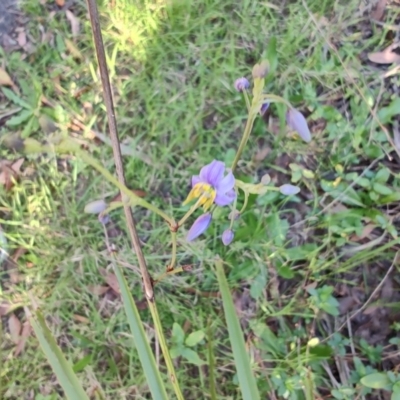 Dianella caerulea (Common Flax Lily) at Fassifern, NSW - 31 Aug 2024 by LyndalT