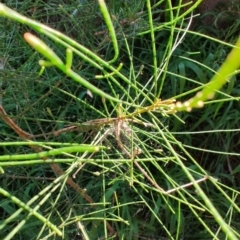 Allocasuarina littoralis (Black She-oak) at Fassifern, NSW - 31 Aug 2024 by LyndalT