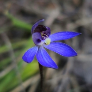 Cyanicula caerulea at Bruce, ACT - suppressed